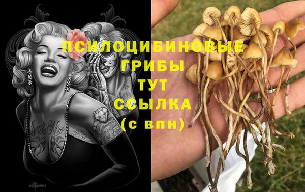сатива Беломорск